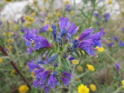 Echium rosulatum, photographed by Duarte Frade