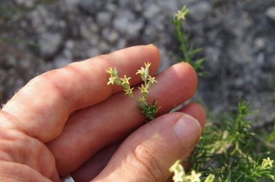 Euploca torreyi, photographed by Eric Knight
