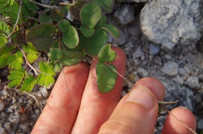 Boerhavia ciliata, photographed by Eric Knight