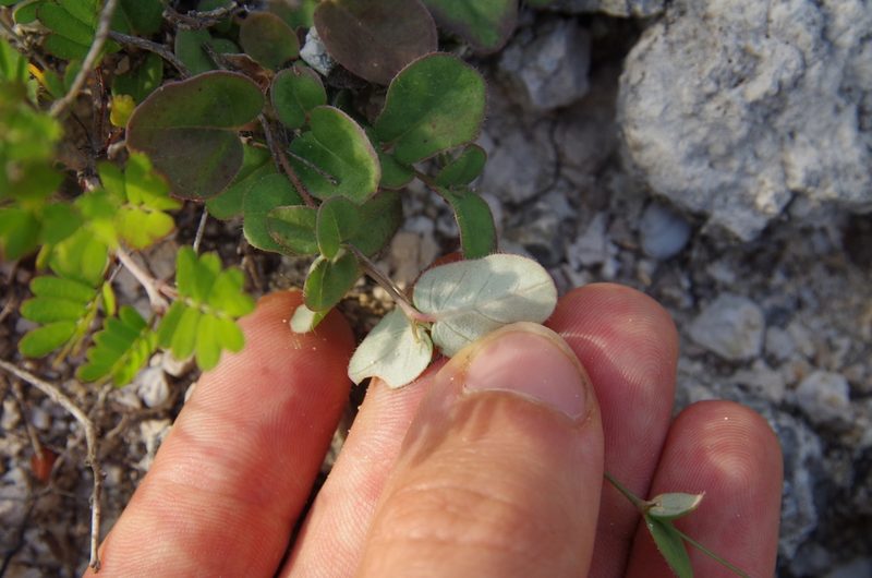Boerhavia ciliata, photographed by Eric Knight