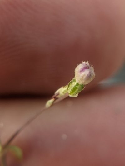 Boerhavia ciliata, photographed by Eric Knight