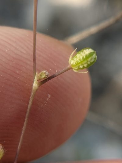 Boerhavia ciliata, photographed by Eric Knight