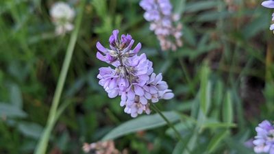 Orbexilum pedunculatum, photographed by john_hall