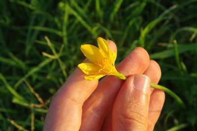 Zephyranthes pulchella, photographed by Eric Knight