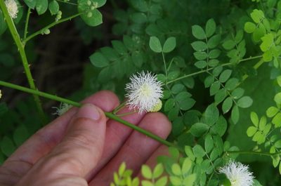 Mimosa malacophylla, photographed by Eric Knight