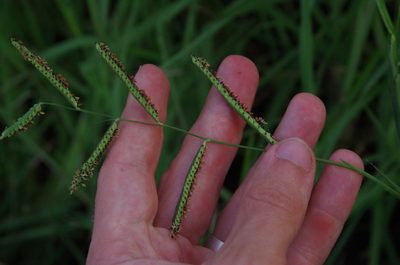 Paspalum denticulatum, photographed by Eric Knight