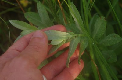 Ambrosia cheiranthifolia, photographed by Eric Knight