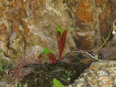 Lachenalia peersii, photographed by Jeremy Gilmore