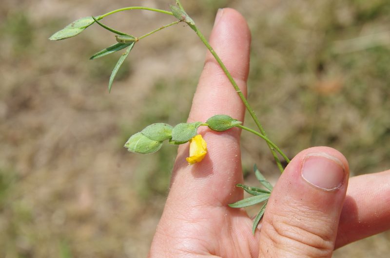 Zornia bracteata, photographed by Eric Knight
