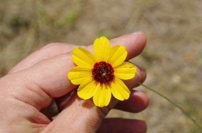 Thelesperma nuecense, photographed by Eric Knight