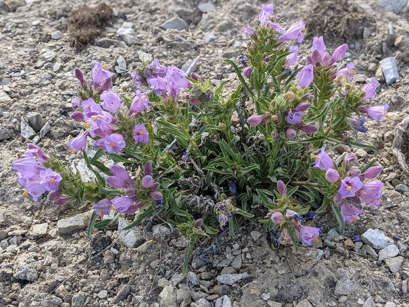 Penstemon janishiae, photographed by Rachel Stringham