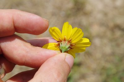 Thelesperma nuecense, photographed by Eric Knight