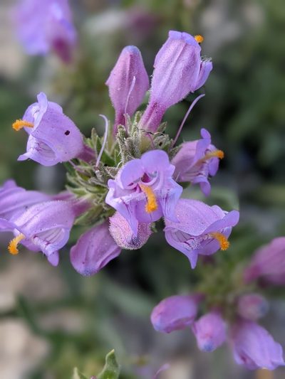 Penstemon janishiae, photographed by Rachel Stringham