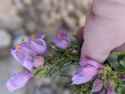 Penstemon janishiae, photographed by Rachel Stringham