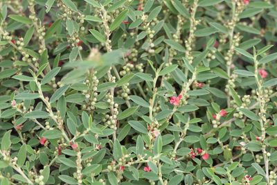 Indigofera linifolia, photographed by Dinesh Valke