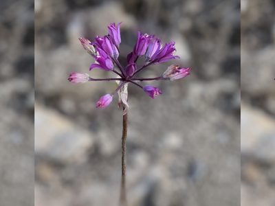 Allium acuminatum, photographed by Rachel Stringham