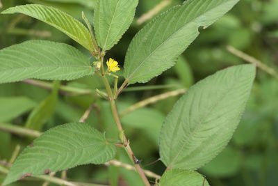 Corchorus olitorius, photographed by Dinesh Valke