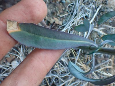 Streptanthus oblanceolatus, photographed by Trevor Van Loon