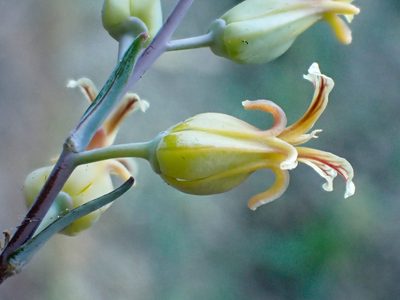 Streptanthus oblanceolatus, photographed by Trevor Van Loon