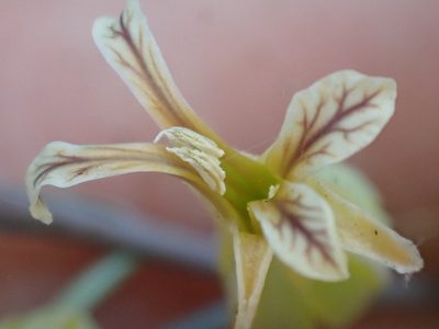 Streptanthus oblanceolatus, photographed by Trevor Van Loon