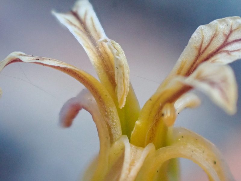 Streptanthus oblanceolatus, photographed by Trevor Van Loon