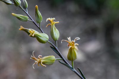 Streptanthus oblanceolatus, photographed by Trevor Van Loon