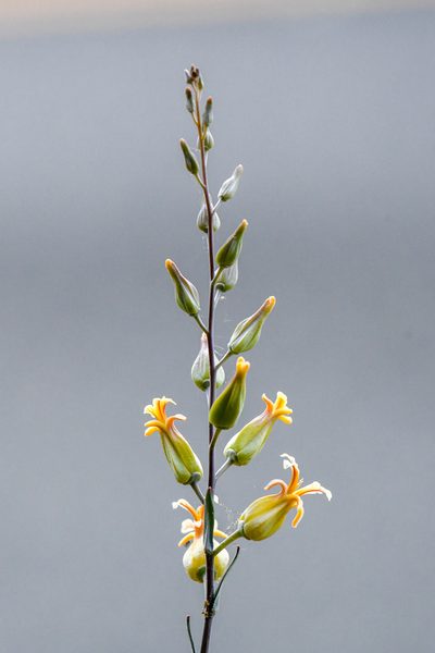 Streptanthus oblanceolatus, photographed by Trevor Van Loon