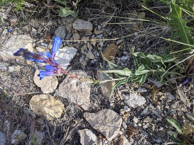 Penstemon speciosus, photographed by Rachel Stringham