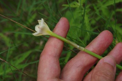 Zephyranthes jonesii, photographed by Eric Knight