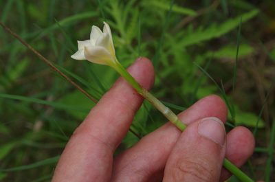 Zephyranthes jonesii, photographed by Eric Knight