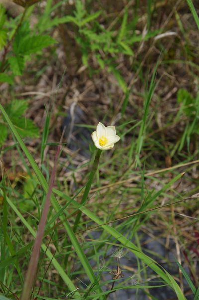 Zephyranthes jonesii, photographed by Eric Knight