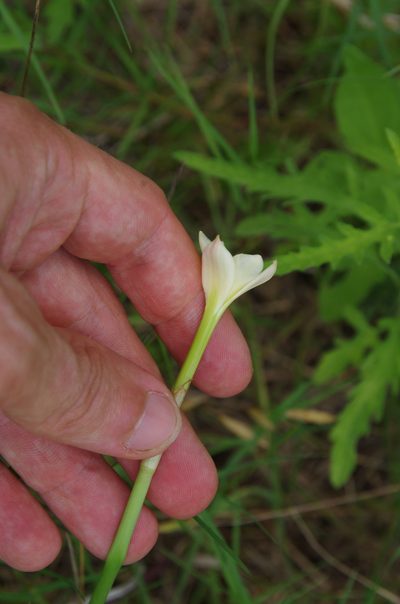 Zephyranthes jonesii, photographed by Eric Knight