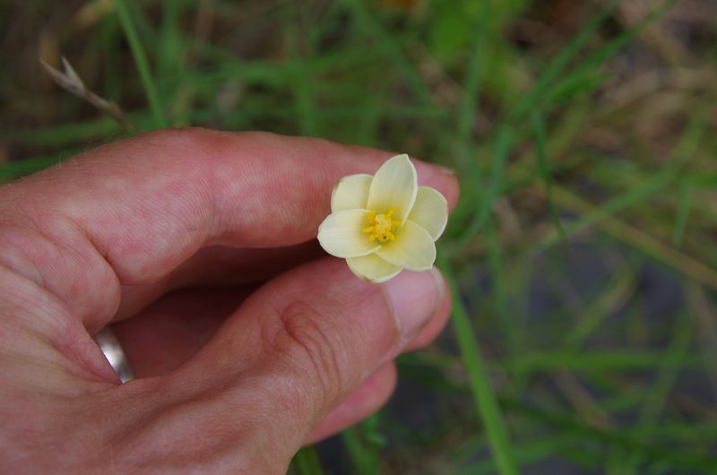 Zephyranthes jonesii, photographed by Eric Knight
