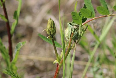Astragalus uliginosus, photographed by Tatiana Strus