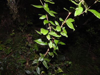 Berberis schaaliae, photographed by Jacy Chen