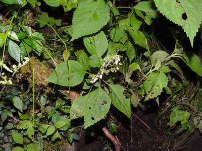Collinsonia macrobracteata, photographed by Jacy Chen