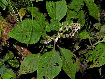 Collinsonia macrobracteata, photographed by Jacy Chen