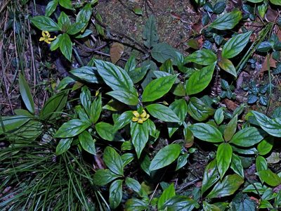 Lysimachia ardisioides, photographed by Jacy Chen