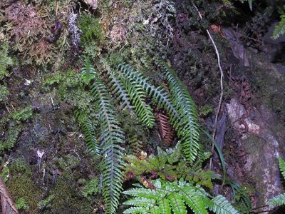 Prosaptia formosana, photographed by Jacy Chen
