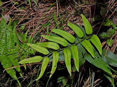 Polystichum fraxinellum, photographed by Jacy Chen