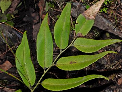 Polystichum fraxinellum, photographed by Jacy Chen