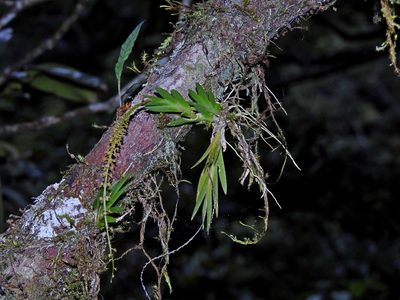 Oberonia caulescens, photographed by Jacy Chen