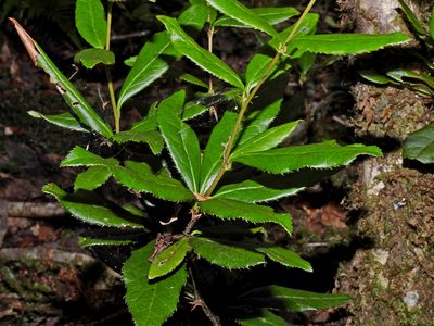 Berberis schaaliae, photographed by Jacy Chen