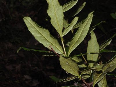 Berberis schaaliae, photographed by Jacy Chen