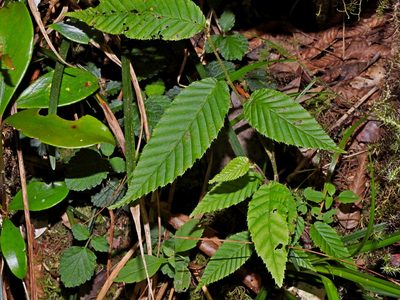Carpinus rankanensis, photographed by Jacy Chen