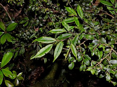 Eurya gnaphalocarpa, photographed by Jacy Chen