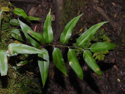 Polystichum fraxinellum, photographed by Jacy Chen