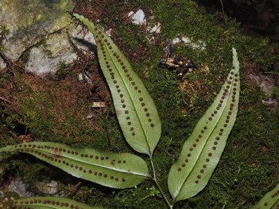 Polystichum fraxinellum, photographed by Jacy Chen