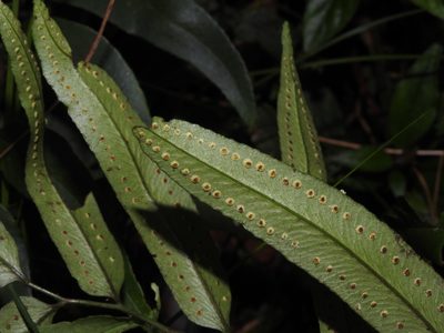 Polystichum fraxinellum, photographed by Jacy Chen