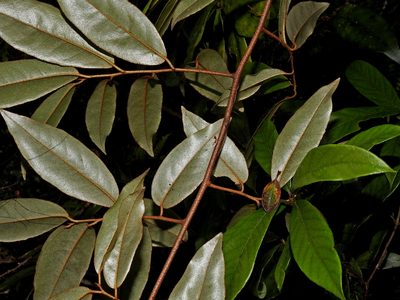 Elaeagnus glabra, photographed by Jacy Chen